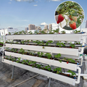 Kit plantation fraise 200 cm