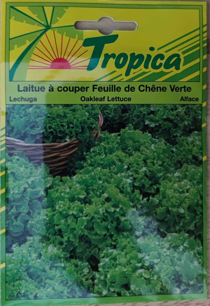 SEMENCES LAITUE A COUPER FEUILLE DE CHENE VERTE