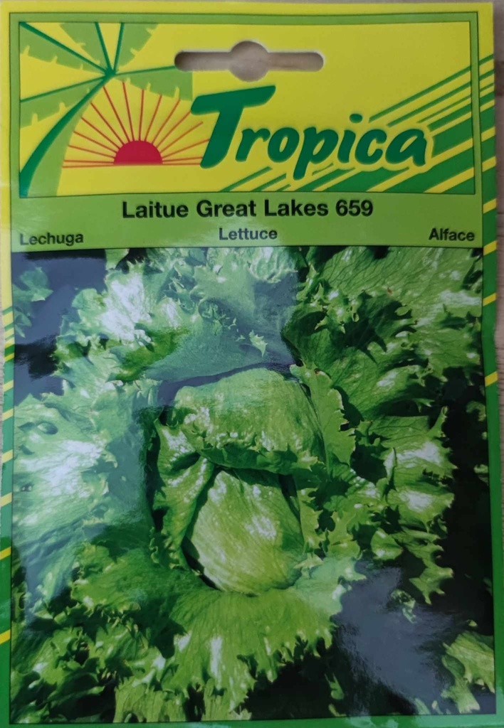 SEMENCES LAITUE GREAT LAKES 659