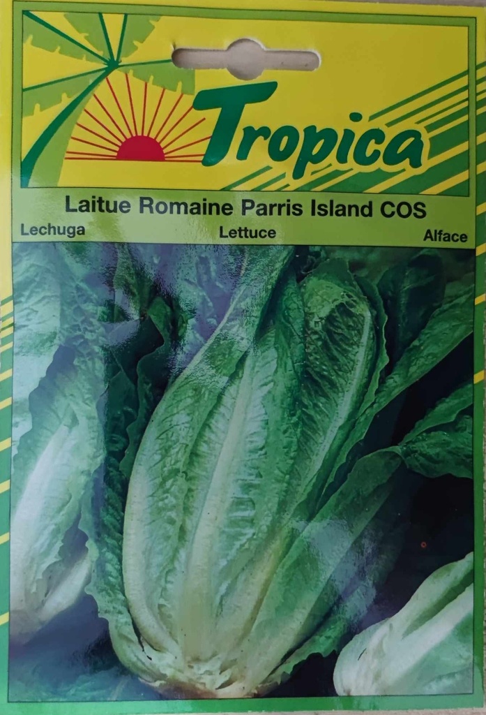 SEMENCES LAITUE ROMAINE PARRIS ISLAND