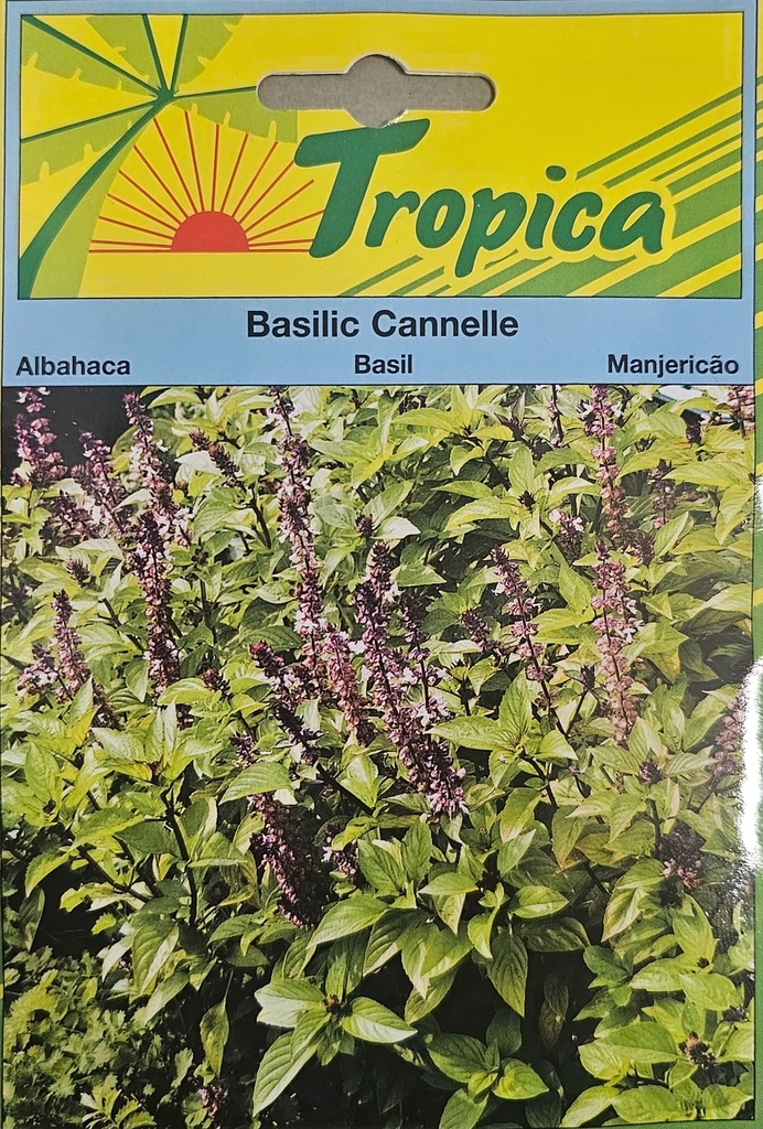 SEMENCES BASILIC CANNELLE