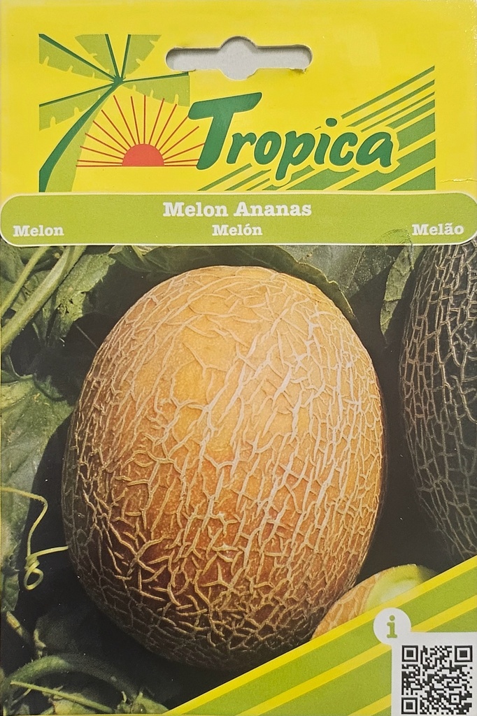 SEMENCES MELON ANANAS
