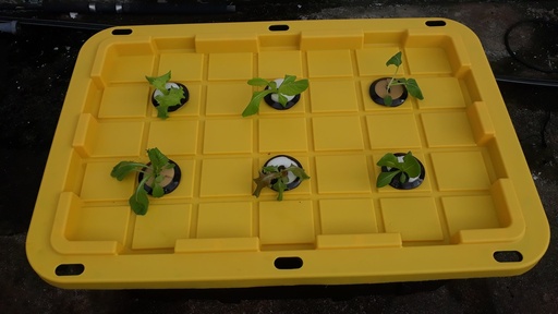 [BOXPLANT6TGD] Box de plantation 6T grand