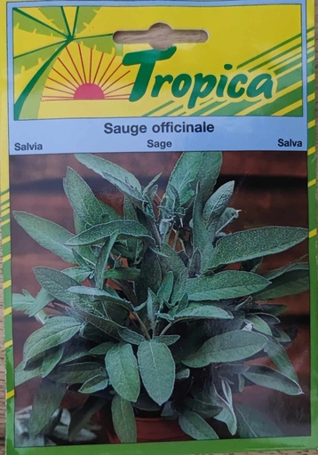 SEMENCES SAUGE OFFICINALE