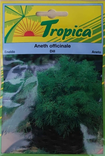 SEMENCES ANETH OFFICINALE