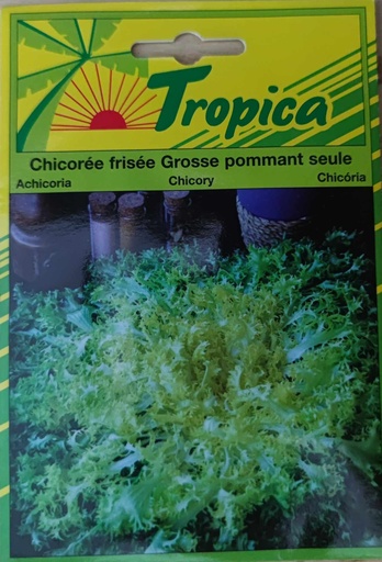 SEMENCES CHICOREE FRISEE GROSSE POMMANT SEULE