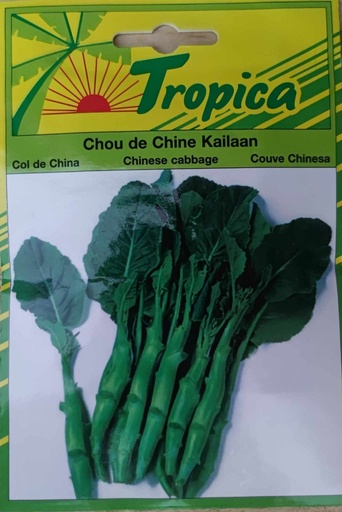 SEMENCES CHOU DE CHINE KAILAAN