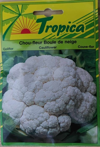 SEMENCES CHOU FLEUR BOULE DE NEIGE