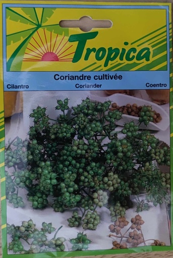 SEMENCES CORIANDRE CULTIVE