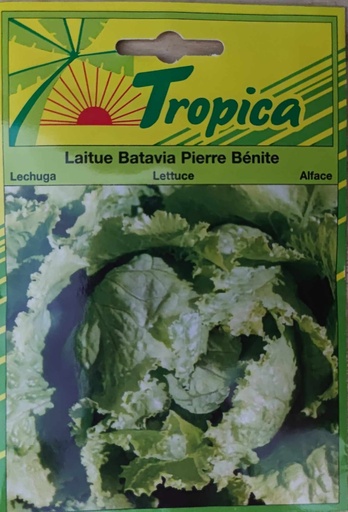 SEMENCES LAITUE BATAVIA PIERRE BENITE