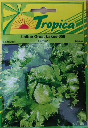 SEMENCES LAITUE GREAT LAKES 659