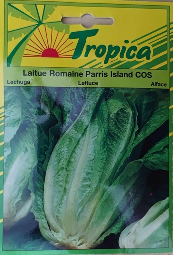 SEMENCES LAITUE ROMAINE PARRIS ISLAND