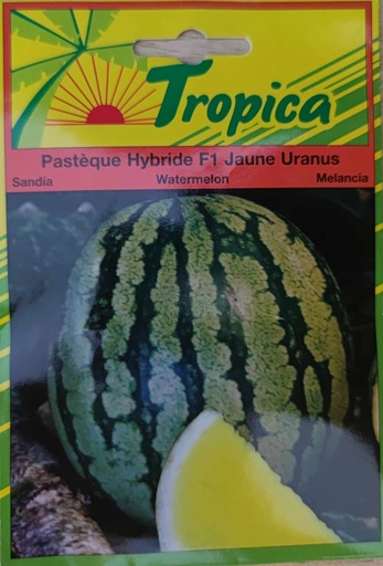 SEMENCES PASTEQUE HYBRIDE F1 JAUNE URANUS
