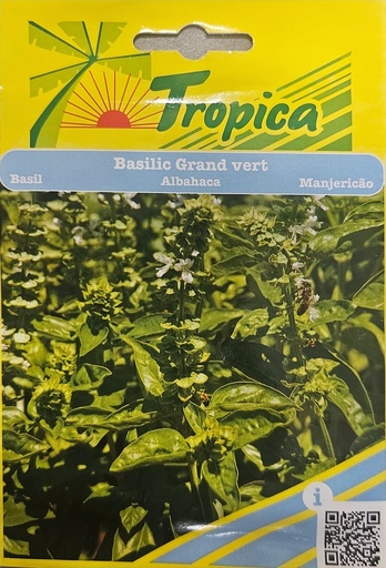 SEMENCES BASILIC GRAND VERT